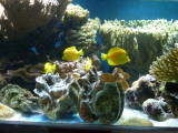 Tropical fish in aquarium including yellow tang