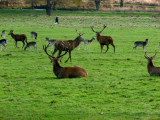 Red Deer in Richmond Park