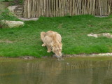 The lioness made a sneak attack on the heron which got away. The lioness stayed for a drink at the stream.