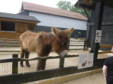 A donkey of French origin in the Childrens Farm
