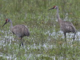 Sandhill Crane