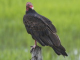 Turkey Vulture