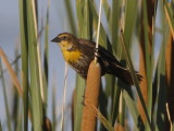 Yellow-headed Blackbird