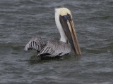 Brown Pelican