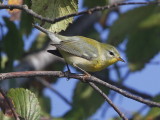 Northern Parula