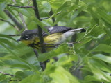 Magnolia Warbler