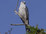 Mississippi Kite