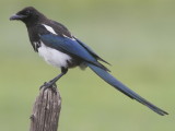 Black-billed Magpie