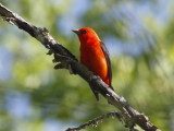 Scarlet Tanager