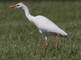 Cattle Egret