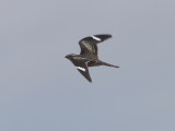 Common Nighthawk