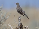 Sage Thrasher