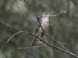 Willow Flycatcher