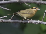 Worm-Eating Warbler