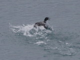 Common Loon