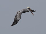 Brown Pelican