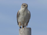 Ferrugionous Hawk