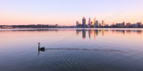 Black Swan on the Swan River at Sunrise, 20th July 2013