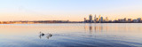 Pelicans on the Swan River at Sunrise, 20th August 2013