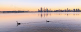 Black Swans on the Swan River at Sunrise, 23rd August 2013