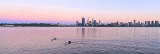 Pelicans on the Swan River at Sunrise, 28th October 2013