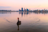 Black Swan on the Swans River at Sunrise, 26th April 2014