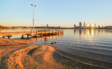 Black Swans by the Swan River at Sunrise, 24th June 2014
