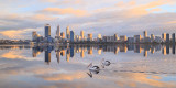Pelicans on the the Swan River at Sunrise, 31st August 2014