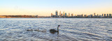 Black Swan and Cygnets on the Swan River at  Sunrise, 20th September 2014