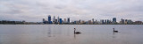 Black Swans on the Swan River at Sunrise, 29th November 2014