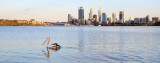 Pelican on the the Swan River at Sunrise, 8th February 2015