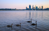 Black Swan on the Swan River at Sunrise, 22nd August 2015