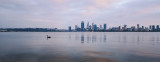 Black Swan on the Swan River at Sunrise, 4th November 2016