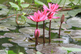 Lotus Flower