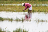 Rice field