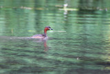 Little Grebe - Tachybaptus ruficollis - Dodaars