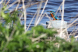 Kingfisher - IJsvogel - Alcedo atthis