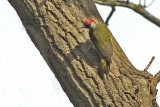 Groene Specht - Eurasian Green Woodpecker - Picus viridis