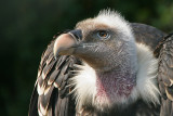 Griffon Vulture - Vale Gier- Gyps fulvus