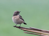 Bonte Tapuit - Pied Wheatear - Oenanthe pleschanka