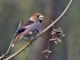 Appelvink - Hawfinch - Coccothraustes coccothraustes