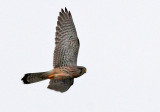 Torenvalk - Common Kestrel - Falco tinnunculus