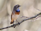 Blauwborst - Bluethroat - Luscinia svecica