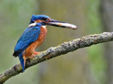 Kingfisher - IJsvogel - Alcedo atthis