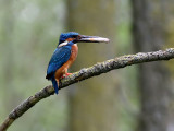 Kingfisher - IJsvogel - Alcedo atthis