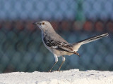 Northern Mockingbird - Mimus polyglottos