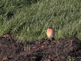 Woestijntapuit - Desert Wheatear - Oenanthe deserti 