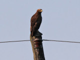 Lesser Spotted Eagle - Schreeuwearend - Aquila pomarina