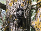  White-backed Woodpecker - Witrugspecht - Dendrocopos leucotos