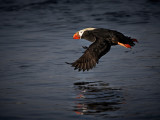 Tufted Puffin. Fratercula cirrhata.